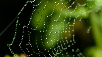 Spider web with water drops. Selective focus with shallow depth of field.