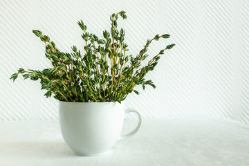 Thyme Thymian in a white cup on white background 