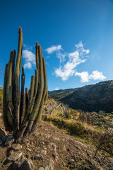 A cactus and a curvy road