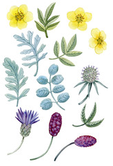  summer flowers set. Watercolor hand painted summer flowers and leaves. Can be used as print, postcard, invitation, greeting card, packaging design, stickers, element design, template.