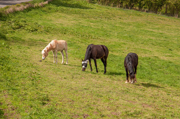 Three horses grazing in a springtime meadow.