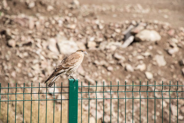 Lonely brown bird