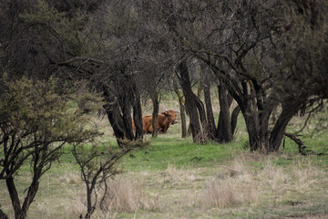 A cow chewing