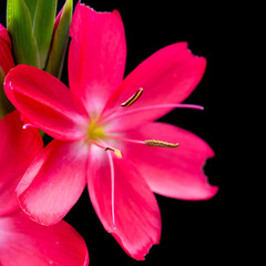Pink River Lily