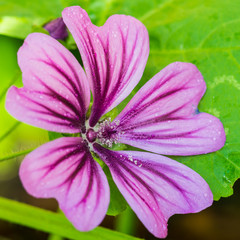 Malva Mystic Merlin