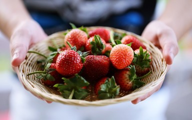 People giving fresh strawberry in basket closeup blur background