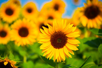 Sunflowers, sunflower field, flowers for picking