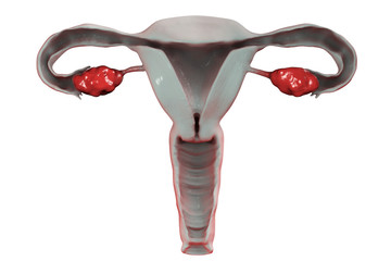Anatomy of female reproductive system with highlighted ovaries, isolated on white background, 3D illustration