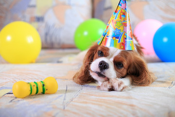 The dog a King Charles Spaniel the gentleman in a cap eats food with balls. A birthday at a dog.