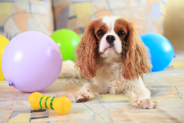 The dog a King Charles Spaniel the gentleman in a cap eats food with balls. A birthday at a dog.