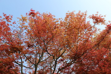 A brilliant red maple tree