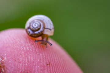 tiny snail on my fingers