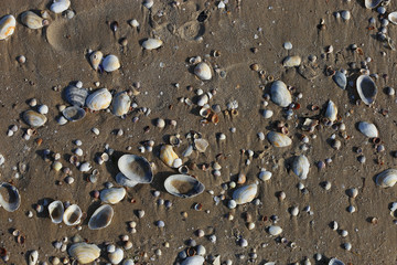 Shells on the sand.