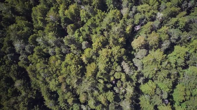 Top View Trees Zoom Out