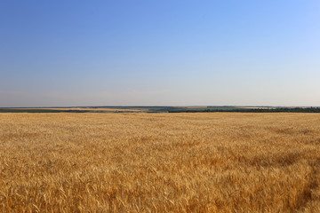 Field of ripe wheat and blue sky. It's time to harvest the bread.