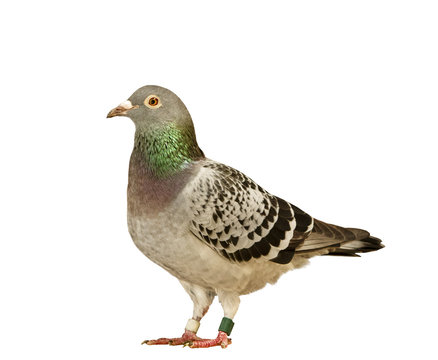 full body of speed racing pigeon isolate white background