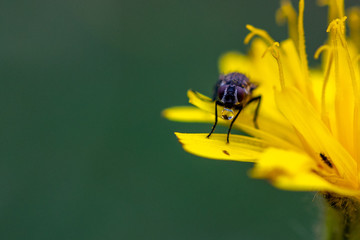 Fly Blowing Bubble.