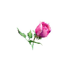 Watercolor rose. Drawing flower. Floral greeting card. Decorative flower element. Wedding invitation with rose. © oaurea