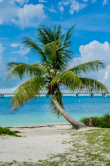 Palm Tree in the Florida Keys