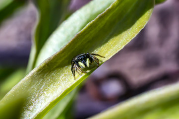 small insect sunny jumping spider in spring season
