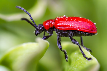 small insect red lily beetle in my spring garden season