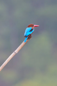 「アオショウビン」の画像 2,076 件の Stock 写真、ベクターおよびビデオ Adobe Stock