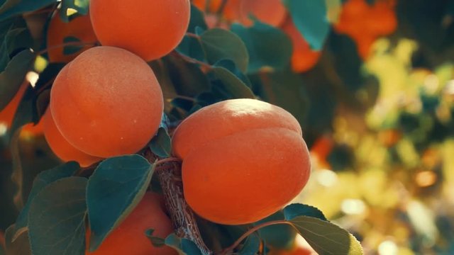 Beautiful close up footage of fresh orange apricots, green leaves rustling.