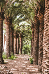 Nature poster. Alley of palm tree. Perspective - 216983551