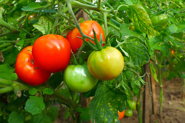 ripening tomatoes on a branch