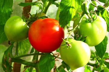 ripening tomatoes on a branch