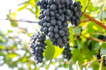 Wine grapes in our garden