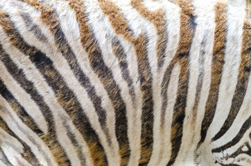 Zebra pattern, Jihlava zoo, Czech republic