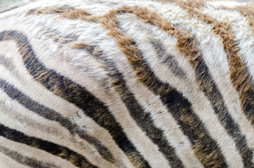 Zebra pattern, Jihlava zoo, Czech republic