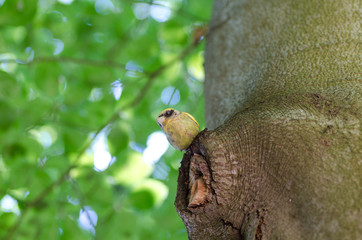 Plastic bird in Jihlava zoo