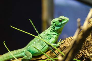 Iguana in Jihlava zoo, Czech republic