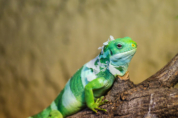 Fototapeta premium Iguana in Jihlava zoo, Czech republic