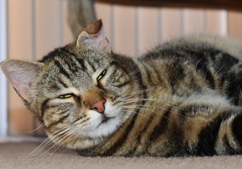 Lazy cat with a crooked ear