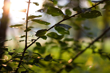 Blätter in der Sonne