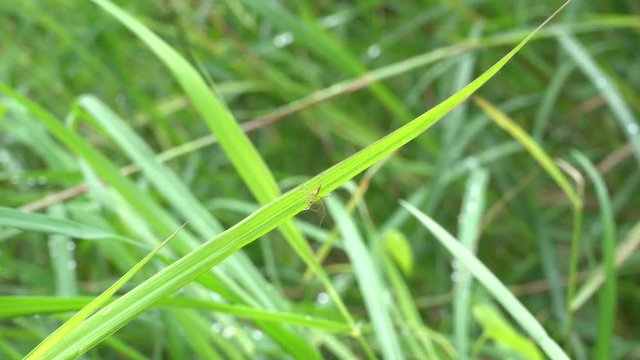 The insect on the leaf on a nature background.