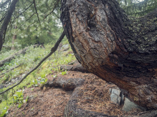 Fototapeta na wymiar Close up texture of Cedar tree bark