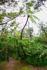 熱帯の森
