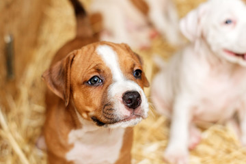 cute amstaff red pup  are playing on straw