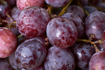 ripe grapes harvest the grapes of the vineyards of the winery grapes red green natural