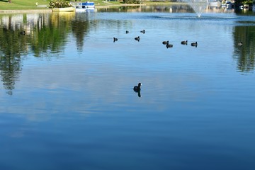 beautiful scenic lake with ducks and other wildlife