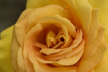 Beautiful stunning yellow rose in the garden