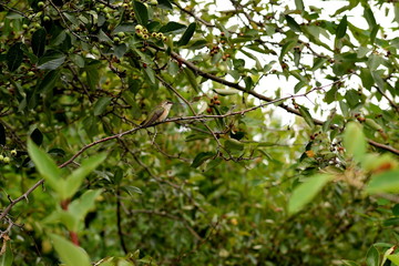 Hummingbird hiding in a tree