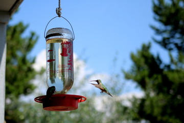 Hummingbird looking for some lunch at the lake