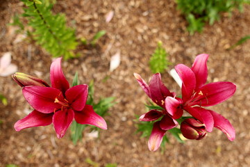 Two garden lilies in full bloom