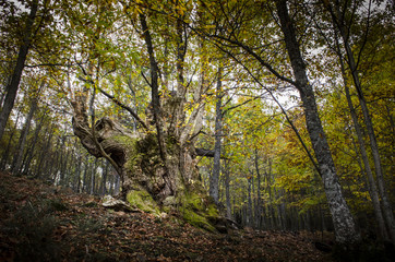 Paisaje de otoño en el área conocida como "El Tiemblo de castaño" en la provincia de Ávila, España