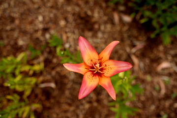 Pink and yellow lily in full bloom